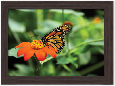 

Butterflies Nature Themed Framed Poster Photographic Paper(13.5 inch X 10 inch, Box Packing)