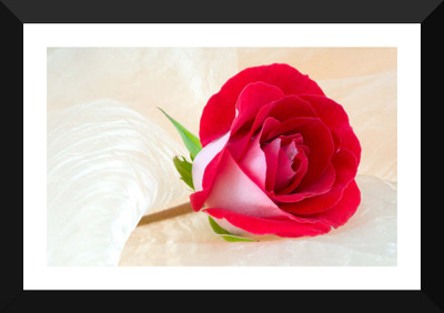 

Tallenge - Beauty of a Rose - Premium Quality A3 Size Framed Poster Paper Print(17 inch X 12 inch, Framed)