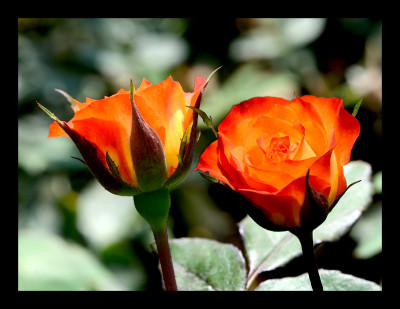 50% OFF on Couple in Canvas Art(20 inch X 25 inch)