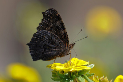 

Aura - Black Butterfly Paper Print(12 inch X 18 inch)