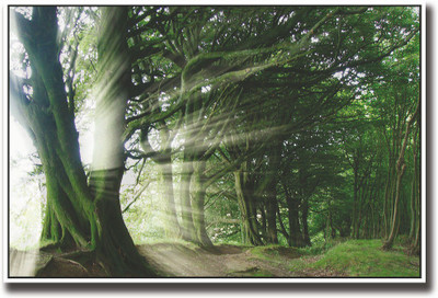 

Sun rays coming through Green trees Fine Art Print(12 inch X 18 inch, Rolled)