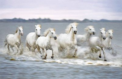 

WHITE HORSES D 12X18 INCHES Fine Art Print(12 inch X 18 inch)