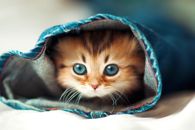 

Just Cute: - Little Cat In Jeans Pant Paper Print(12 inch X 18 inch, Streched)