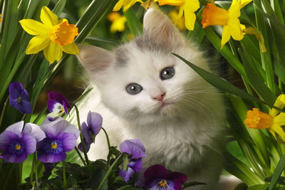 

Just Cute - White Cat With Flowers Paper Print(12 inch X 18 inch)