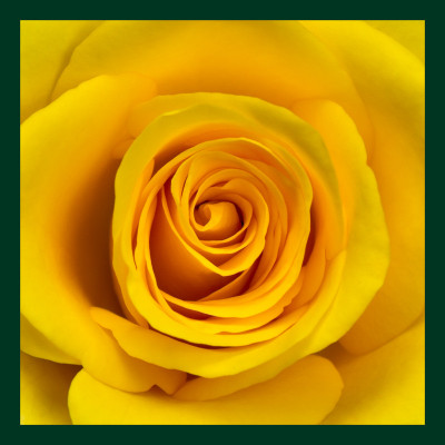 50% OFF on Rose Yellow Paper Print(20 inch X 20 inch) 50% OFF on Rose Yellow Paper Print(20 inch X 20 inch)