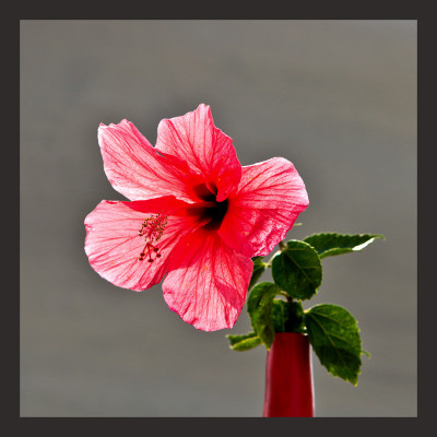 50% OFF on Hibiscus in Paper Print(44 inch X 44 inch)