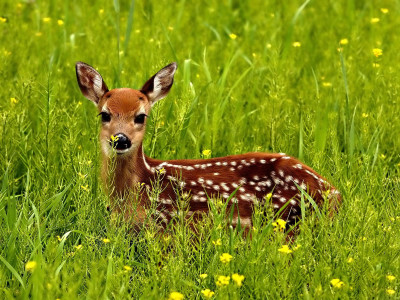

Oshi - Deer in the Field (3) Paper Print(12 inch X 18 inch, Stretched)