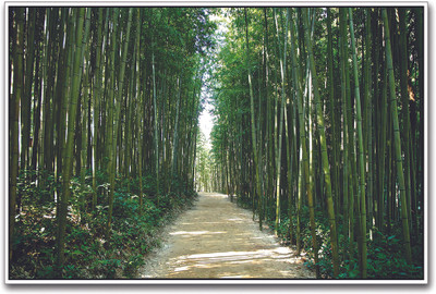 

Bamboo Forest in Korea Paper Print(12 inch X 18 inch)