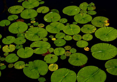 44% OFF on Aquatic Leaves Fine Art Print(24 inch X 17 inch, Rolled)