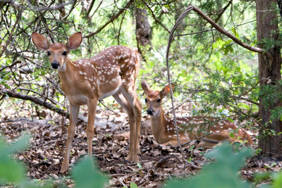 

Oshi - Deers in the Field Paper Print(12 inch X 18 inch, Stretched)