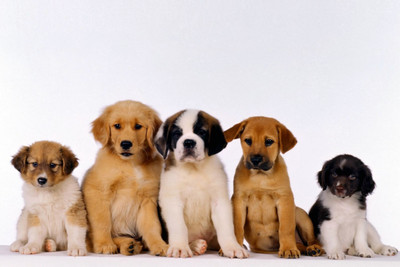 

Oshi - Cute Puppies Paper Print(12 inch X 18 inch, Streched)