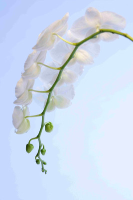 

Posterhouzz Flower Fine Art Print Poster Fine Art Print(18 inch X 12 inch, Rolled)