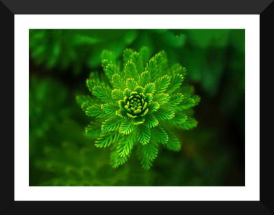 

Tallenge - Valentine’s Day Gift - Macro Photograph Of Leaves - Premium Quality A3 Size Framed Poster Paper Print(17 inch X 12 inch, Framed)