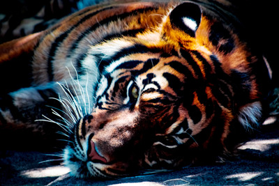 

Oshi - Staring Tiger Paper Print(12 inch X 18 inch, Stretched)