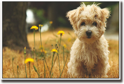 

Cute dog with yellow flowers Fine Art Print(12 inch X 18 inch, Rolled)