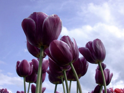 

Posterhouzz Flower Fine Art Print Poster Fine Art Print(12 inch X 18 inch, Rolled)
