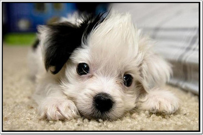

Posterhouzz Dog Poster Paper Print(12 inch X 18 inch, Rolled)
