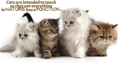 

Oshi - Cats Motivational Quote Paper Print(12 inch X 18 inch, Rolled)