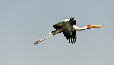 50% OFF on In Flight Paper Print(23 inch X 40 inch)