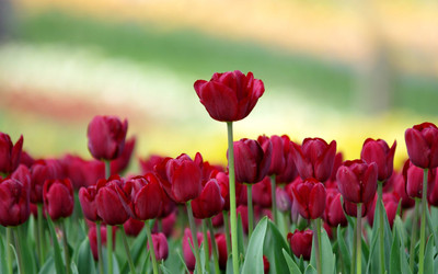 

Posterhouzz Flower Fine Art Print Poster Fine Art Print(12 inch X 18 inch, Rolled)