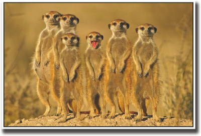 

6 Meerkats Fine Art Print(12 inch X 18 inch, Rolled)