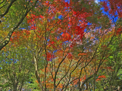 

Posterhouzz Autumn Fine Art Print Poster Fine Art Print(12 inch X 18 inch, Rolled)
