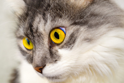

Cat's Deep Eyes Paper Print(12 inch X 18 inch)