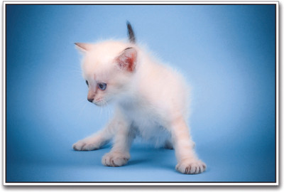 

Cute White Cat Paper Print(12 inch X 18 inch)