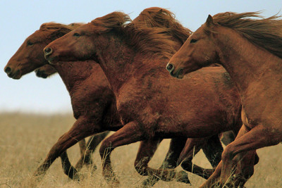 

Posterhouzz Running Horses Poster Paper Print(12 inch X 18 inch, Rolled)