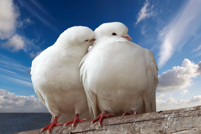 Oshi - Two Beautiful White Dove Paper Print(12 inch X 18 inch, Stretched)