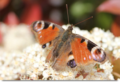 

Beautiful Butterfly Paper Print(12 inch X 18 inch, Stacked)