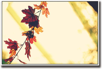 

Beautiful autumn leaves Fine Art Print(12 inch X 18 inch, Rolled)