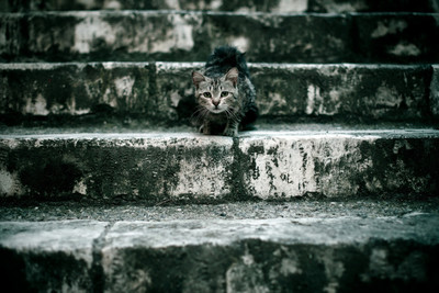 

Oshi - Staring Cat Paper Print(12 inch X 18 inch, Streched)