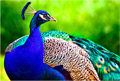 Peacock Wallpaper Paper Print(13 inch X 19 inch, Rolled)