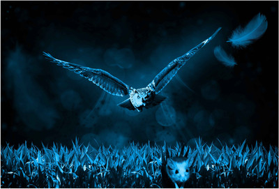 

Owl Wallpaper Paper Print(13 inch X 19 inch, Rolled)