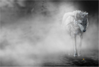 

White Wolf Paper Print(13 inch X 19 inch, Rolled)