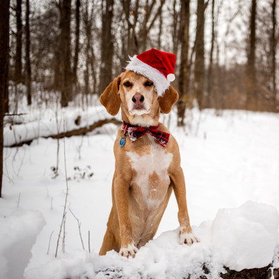 

Dog In The Snow - Medium Size Ready To Frame Rolled Digital Art Print On Photographic Paper(18 inch X 18 inch, Rolled)