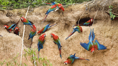 

Posterhouzz Bird Fine Art Print Poster Fine Art Print(12 inch X 18 inch, Rolled)