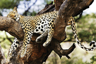

Funny Cheetah Poster Paper Print(12 inch X 18 inch, Rolled)