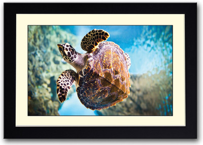 Sea Turtle Fine Art Print(14 inch X 20 inch, Framed)