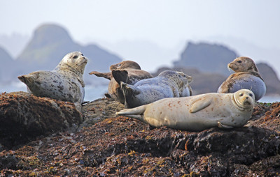 

Oshi - Beautiful Seals Paper Print(12 inch X 18 inch, Stretched)
