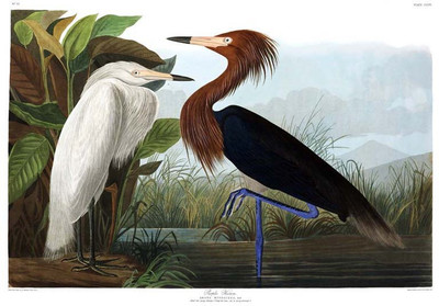 

Reddish Egret - Medium Size Ready To Frame Rolled Digital Art Print On Photographic Paper(27 inch X 18 inch, Rolled)