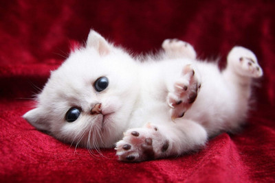 Oshi Cute White Kitten Paper Print 12 Inch X 18 Inch Streched