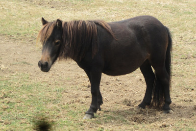 

Oshi - Pony in the Field Paper Print(12 inch X 18 inch, Stretched)