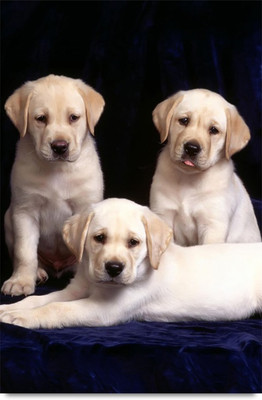

Labrador Retriever puppy Paper Print(18 inch X 12 inch, Stacked)