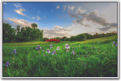 Beautiful Grass Land Paper Print(12 inch X 18 inch)
