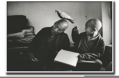 

Posterhouzz Pigeon on monk's head Fine Art Print(12 inch X 18 inch, Rolled)