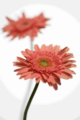 

Posterhouzz Flower Fine Art Print Poster Fine Art Print(18 inch X 12 inch, Rolled)