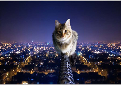 

Posterhouzz Catch My Cat Paper Print(12 inch X 18 inch, Rolled)
