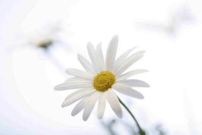 

Posterhouzz Flower Fine Art Print Poster Fine Art Print(12 inch X 18 inch, Rolled)